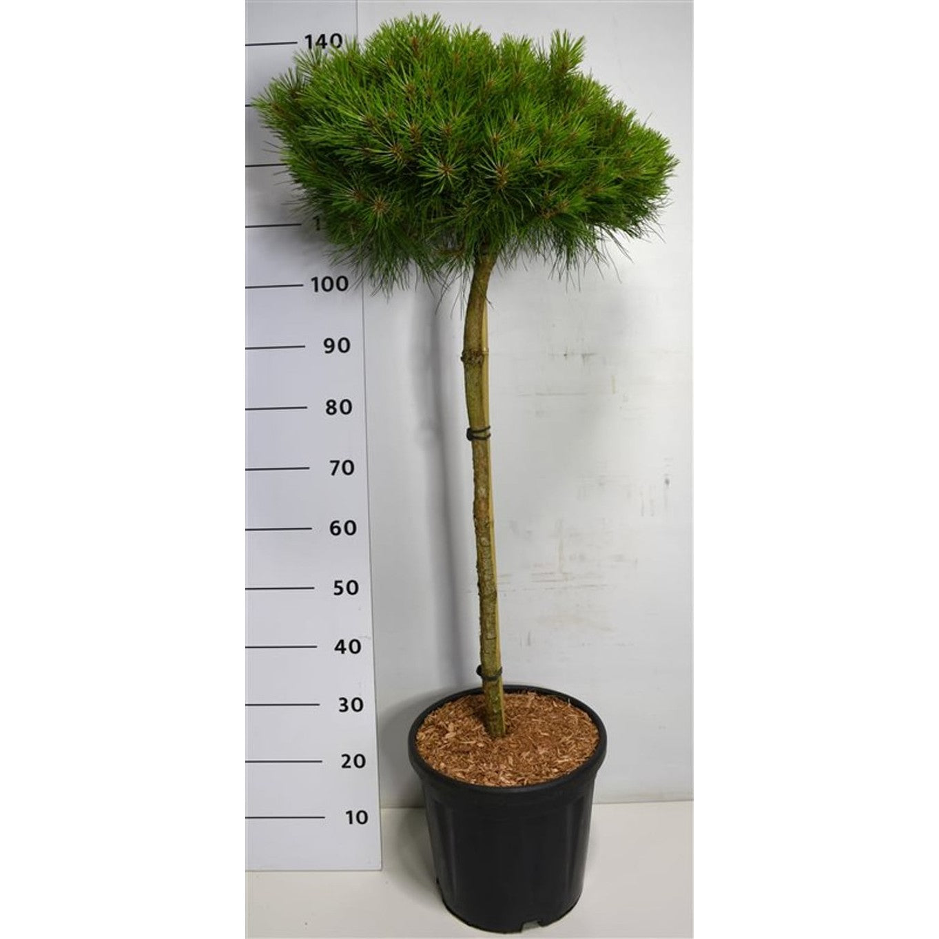 Tall – Pinus 'Marie Bregeon' - 80 CM Stem C20